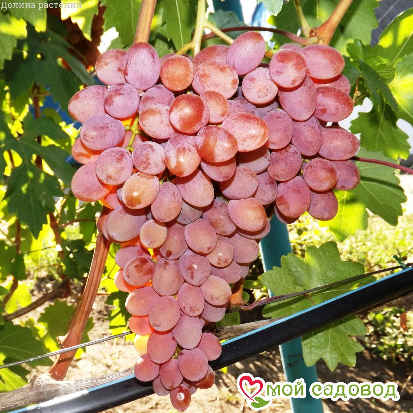 Виноград Румба