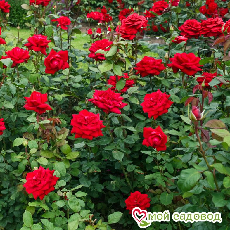 Роза чайно-гибридная Бургундия