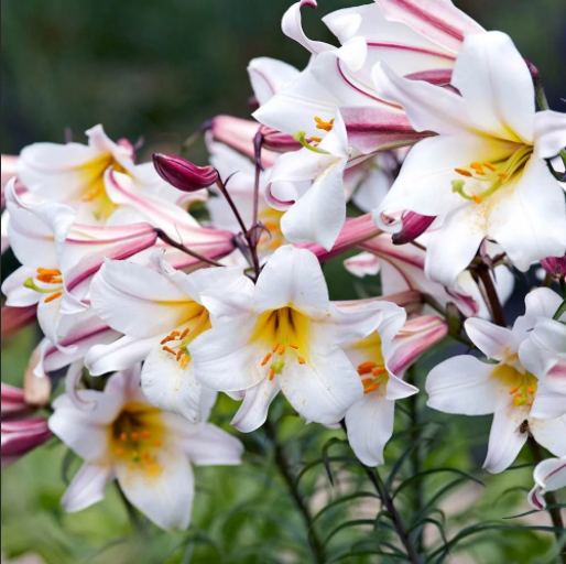 Лилия трубчатая Регал