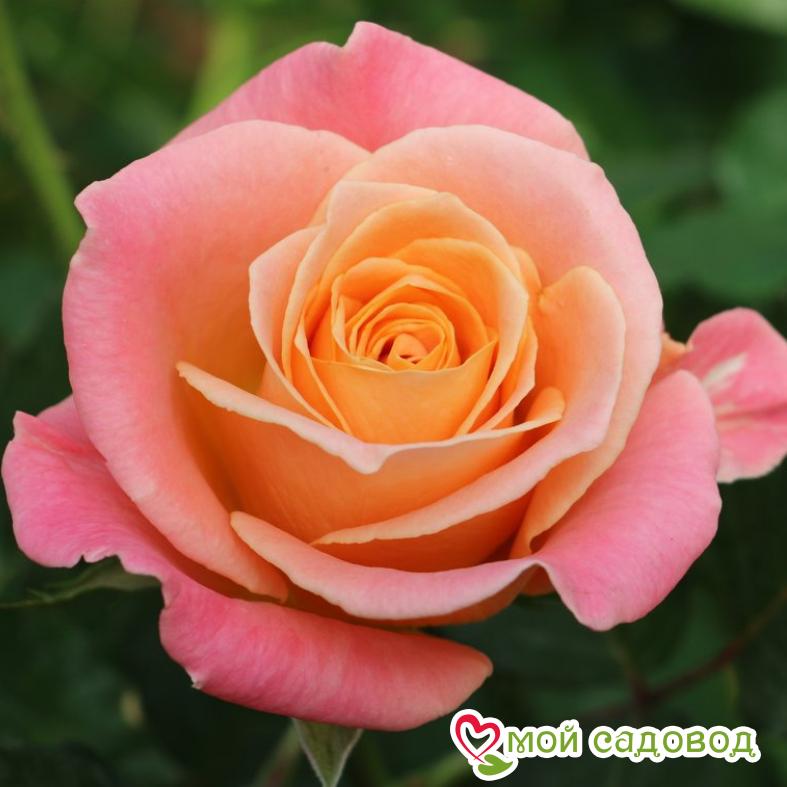 Роза чайно-гибридная Мисс Пигги